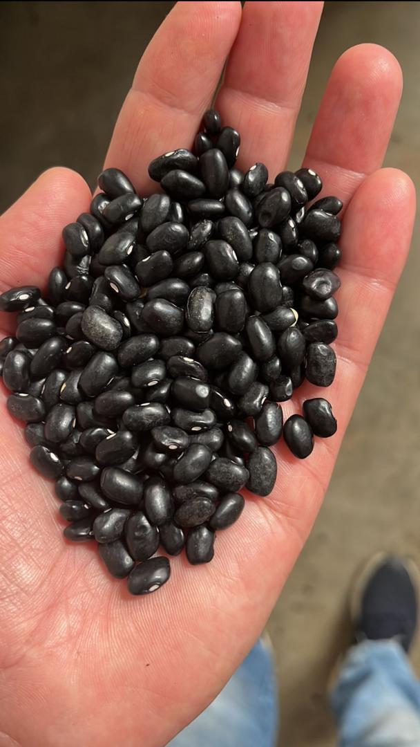 Muestra de frijoles negros